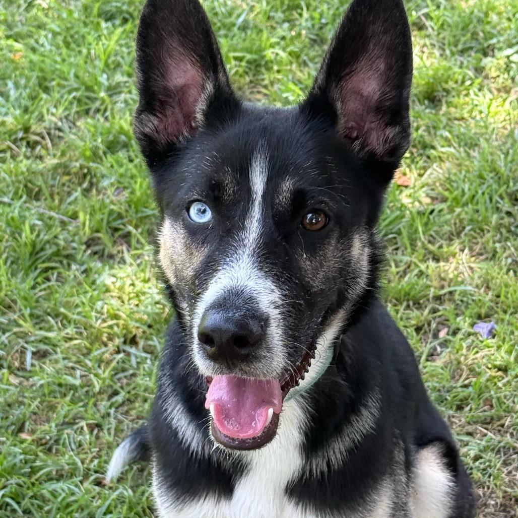 Dior, Adoptable, Young Male Husky & German Shepherd Dog.