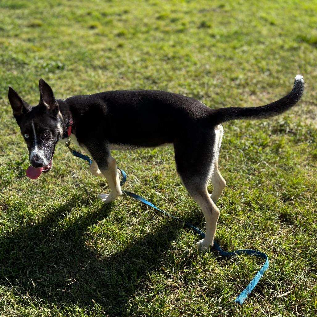Dior, a Adoptable mixed breed in San Jacinto, CA image 1/6