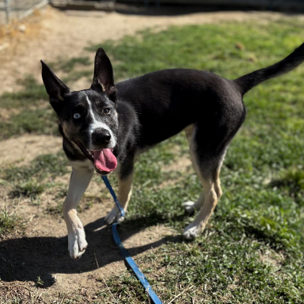 Dior, a Adoptable mixed breed in San Jacinto, CA image 2/6