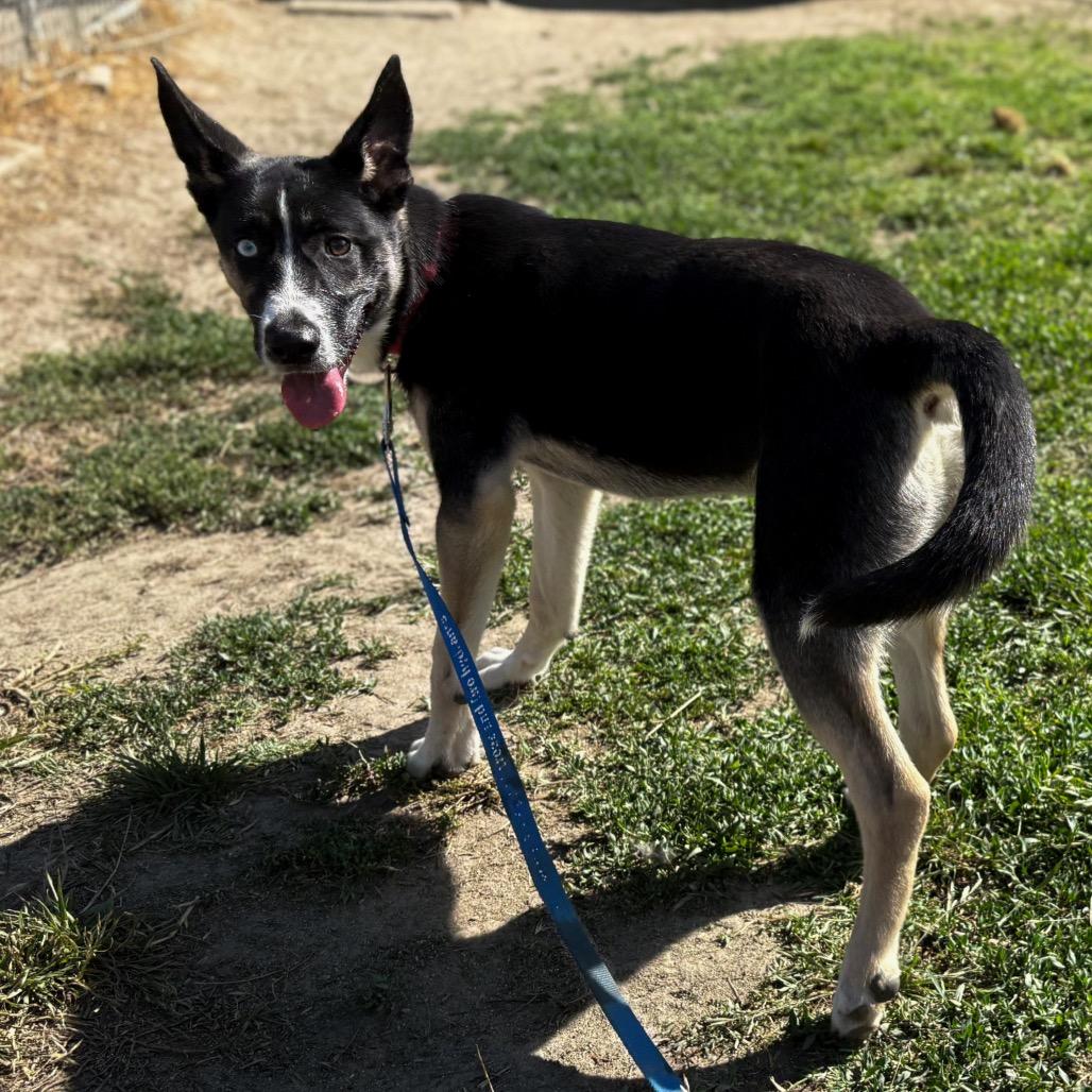 Dior, a Adoptable mixed breed in San Jacinto, CA image 3/6