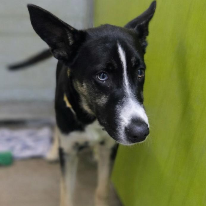 Dior, a Adoptable mixed breed in San Jacinto, CA image 5/6