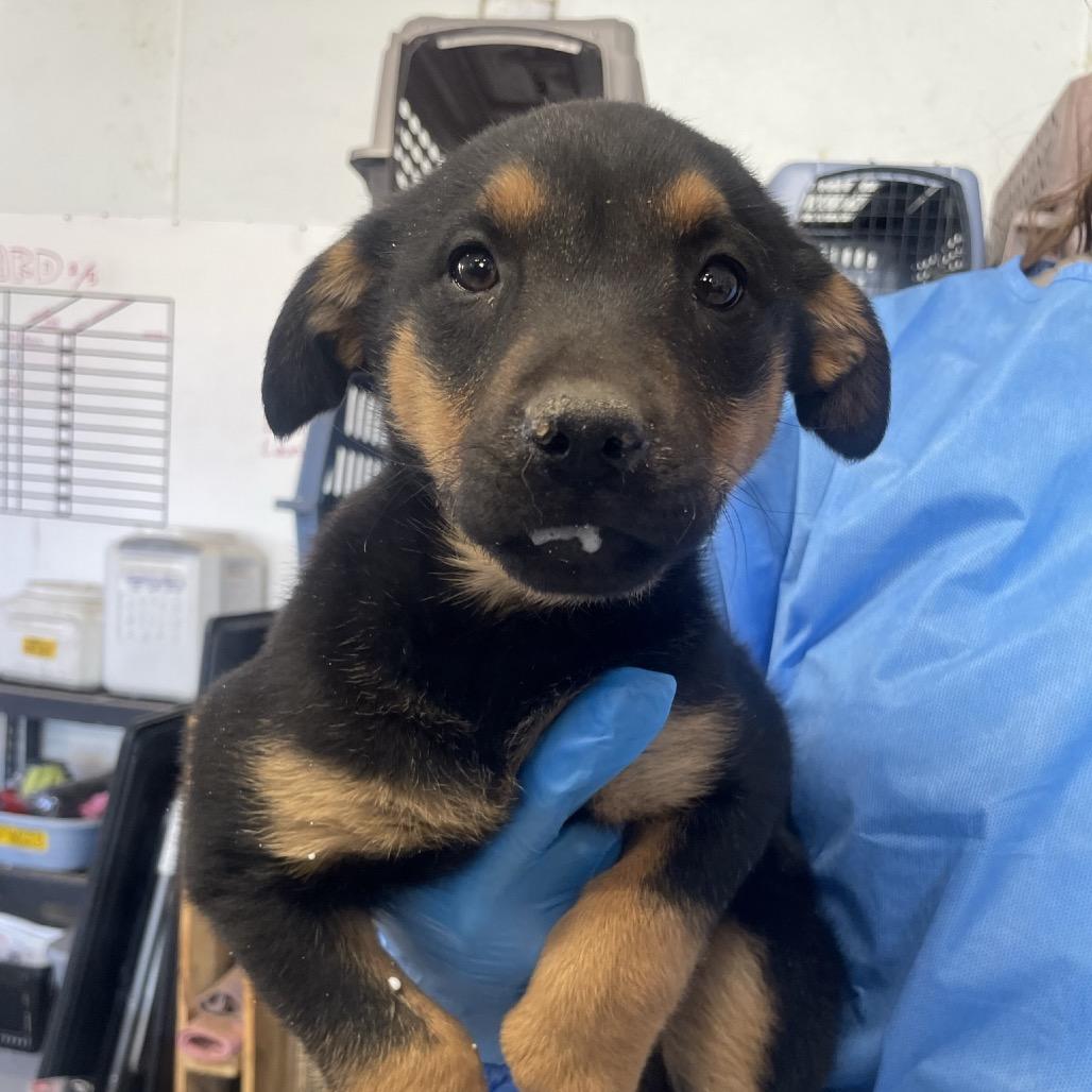 Loretta Lynn, a Adoptable Mixed Breed in Moab, UT image 3/6