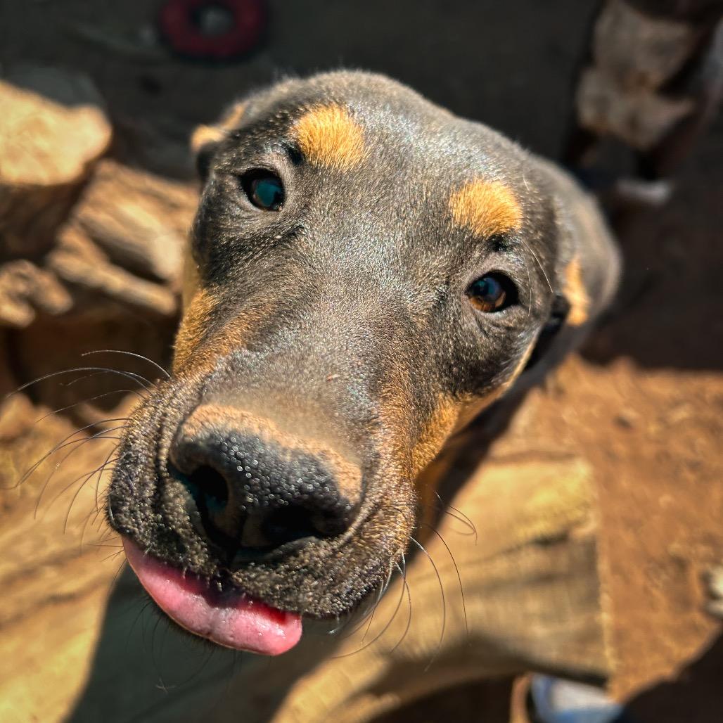 Enlarge Loretta Lynn, a Adoptable Mixed Breed in Moab, UT image 5/6