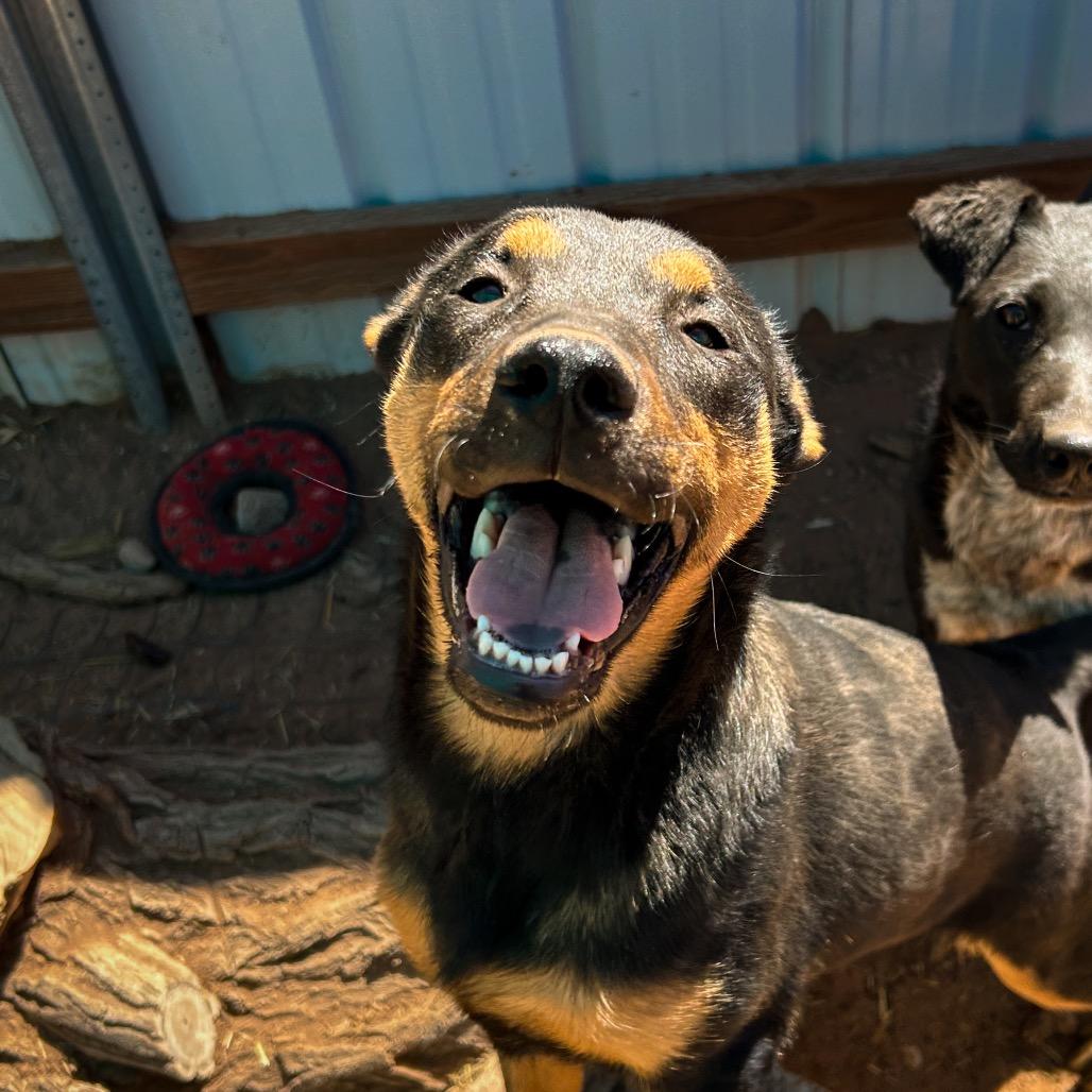 Enlarge Loretta Lynn, a Adoptable Mixed Breed in Moab, UT image 6/6