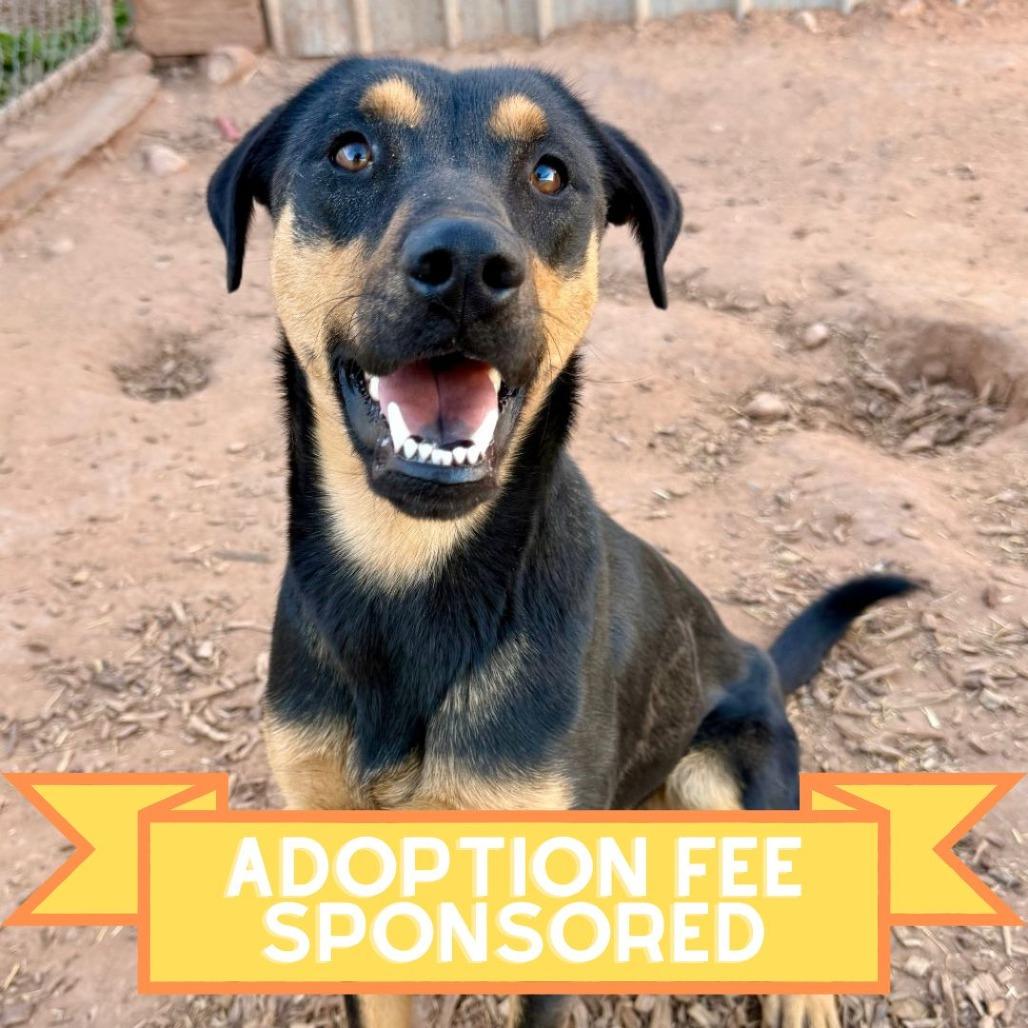 Enlarge Loretta Lynn, a Adoptable Mixed Breed in Moab, UT image 6/6