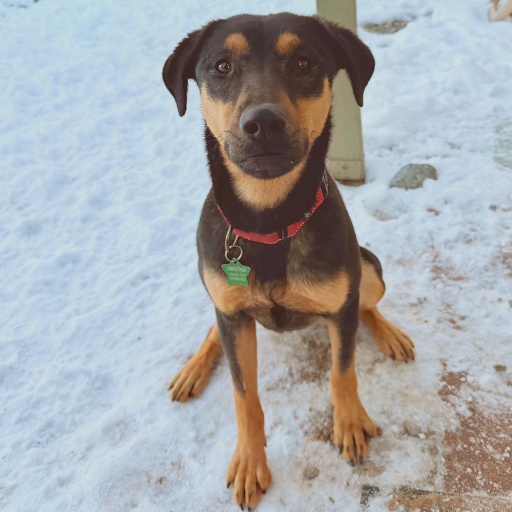 Enlarge Loretta Lynn, a Adoptable Mixed Breed in Moab, UT image 6/6