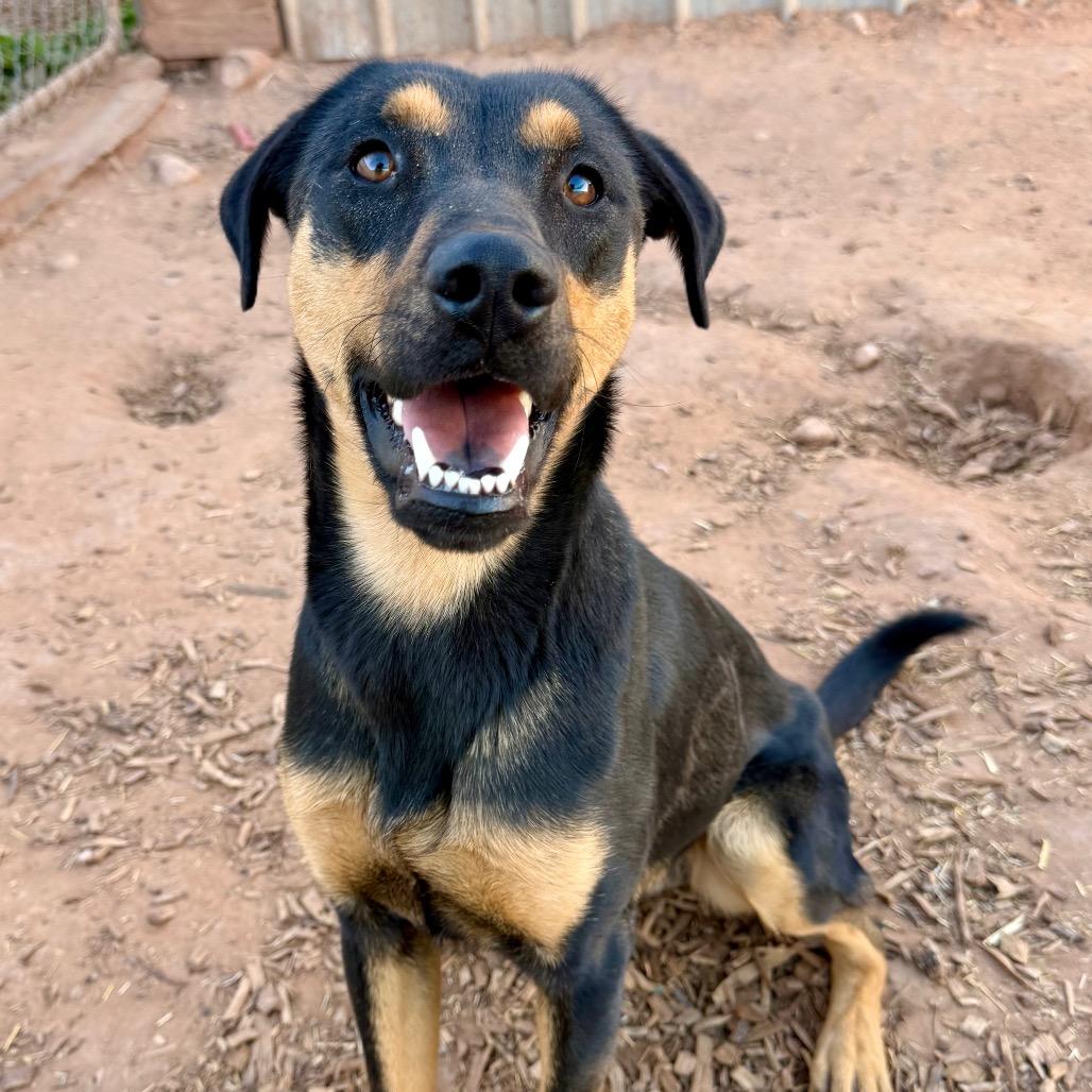 Loretta Lynn, a Adoptable Mixed Breed in Moab, UT image 5/6