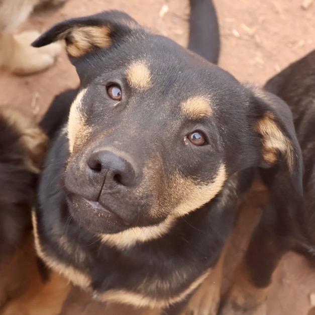 Loretta Lynn, a Adoptable Mixed Breed in Moab, UT image 6/6