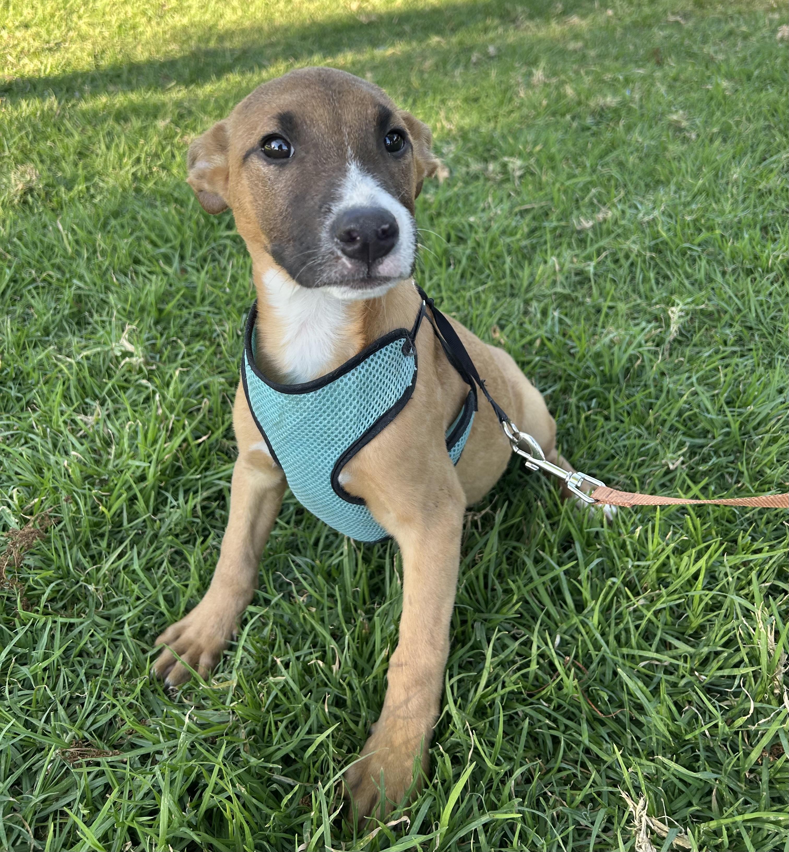 Enlarge ADRIAN, a ADOPTABLE mixed breed in Bell Gardens, CA image 3/6
