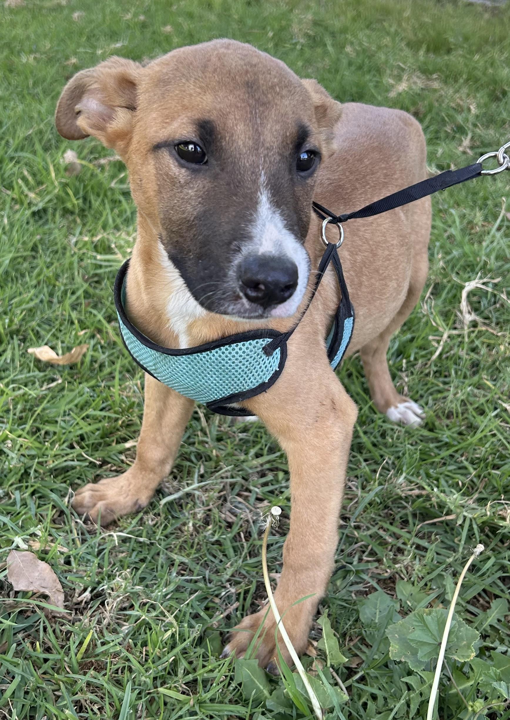 Enlarge ADRIAN, a ADOPTABLE mixed breed in Bell Gardens, CA image 2/6