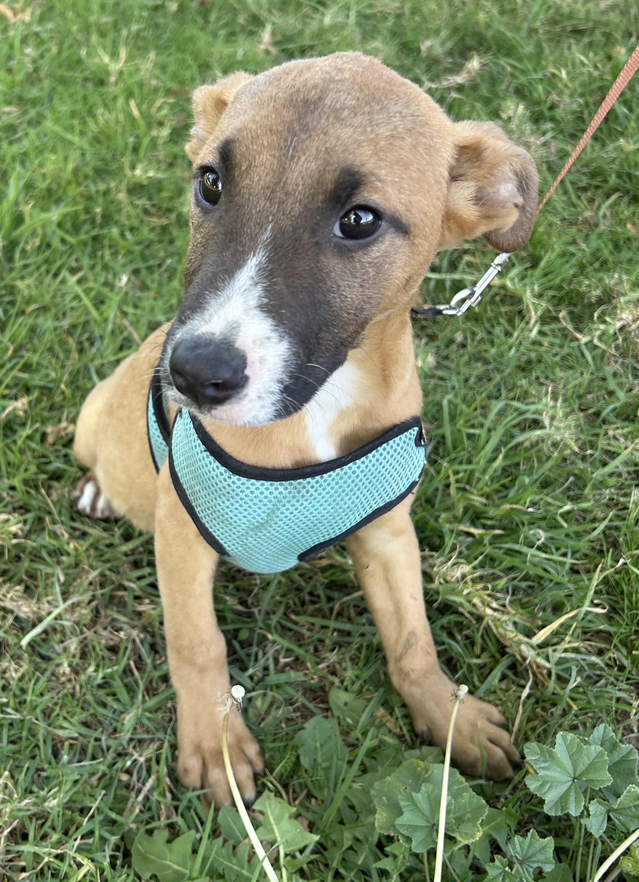 Enlarge ADRIAN, a ADOPTABLE mixed breed in Bell Gardens, CA image 6/6