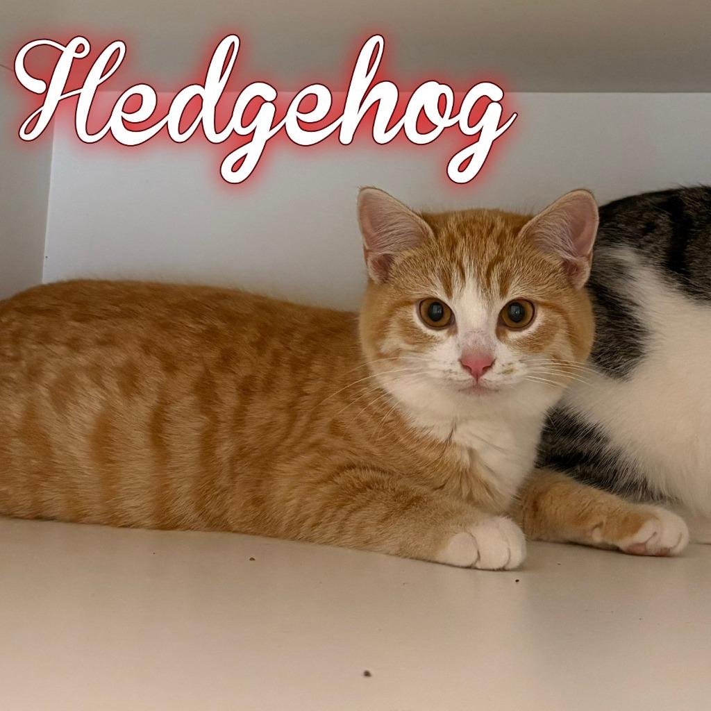 Hedgehog, Adoptable, Kitten Male Domestic Short Hair.