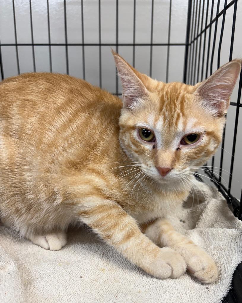 Neddy, Adoptable, Kitten Male Domestic Short Hair.