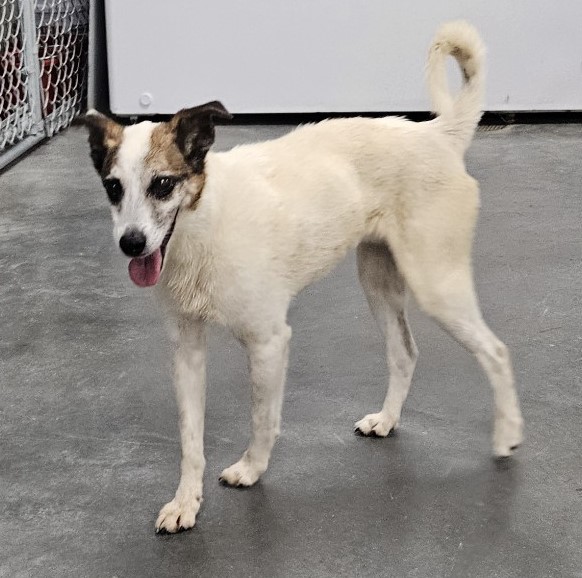 PIP, an adoptable Jack Russell Terrier Mix in Crystal City, MO_image-1