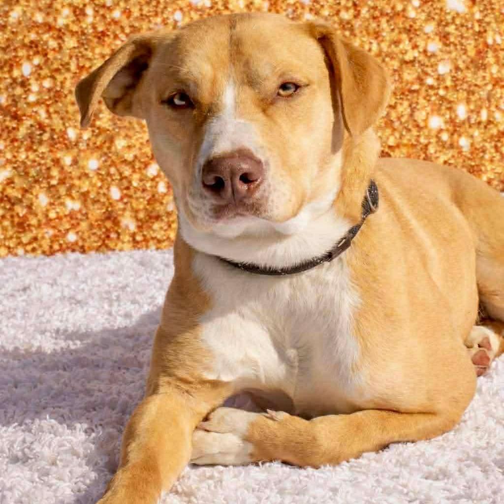 Enlarge Bingo, a Adoptable mixed breed in Clarksville, TN image 1/6