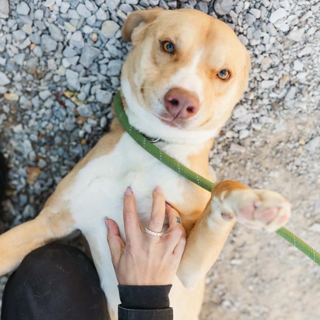 Enlarge Bingo, a Adoptable mixed breed in Clarksville, TN image 2/6