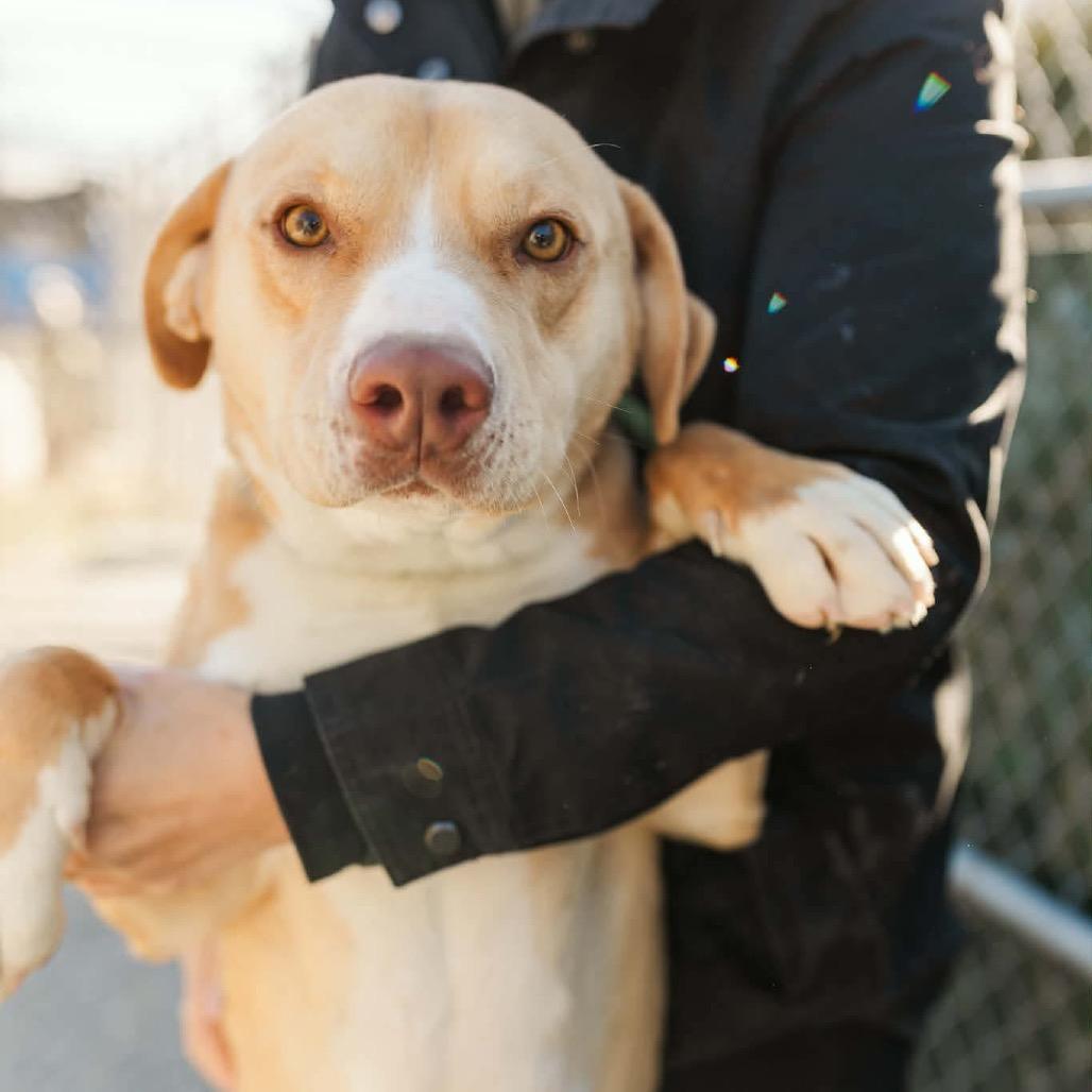Enlarge Bingo, a Adoptable mixed breed in Clarksville, TN image 3/6