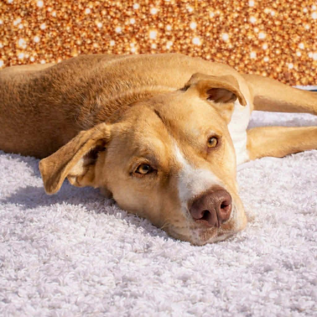 Enlarge Bingo, a Adoptable mixed breed in Clarksville, TN image 4/6