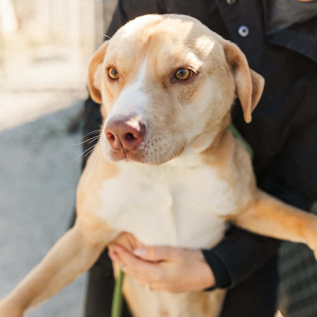 Enlarge Bingo, a Adoptable mixed breed in Clarksville, TN image 5/6