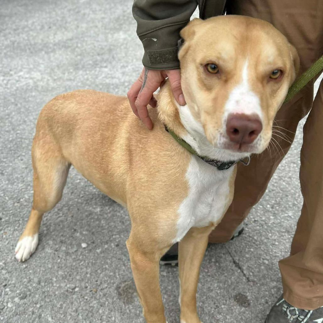 Enlarge Bingo, a Adoptable mixed breed in Clarksville, TN image 6/6