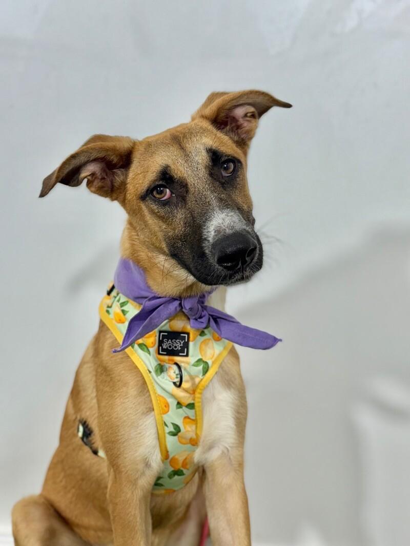 Rosaline, Adoptable, Puppy Female German Shepherd Dog & Black Mouth Cur.