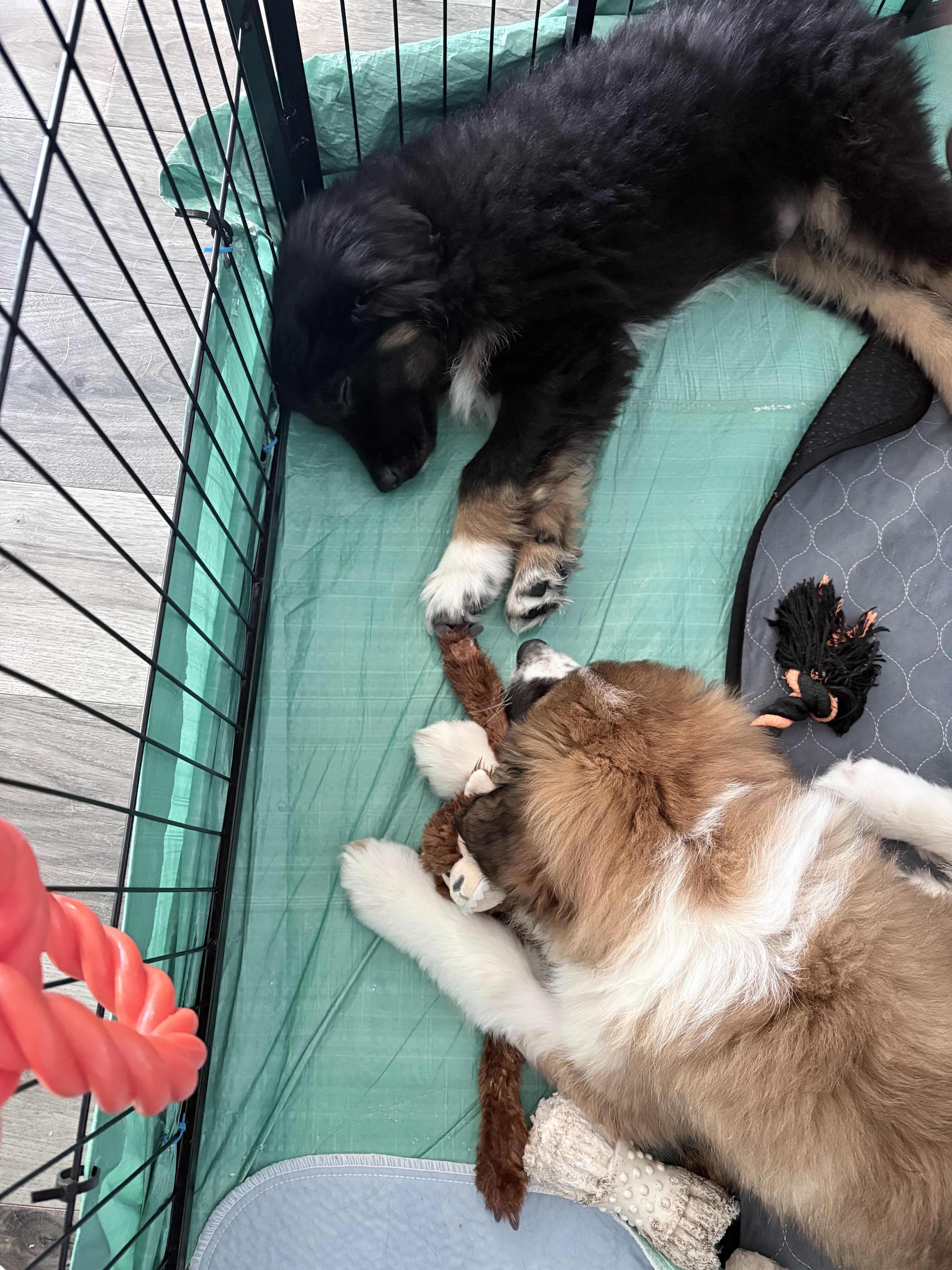 Enlarge Jersey, a ADOPTABLE mixed breed in Markham, ON image 5/6