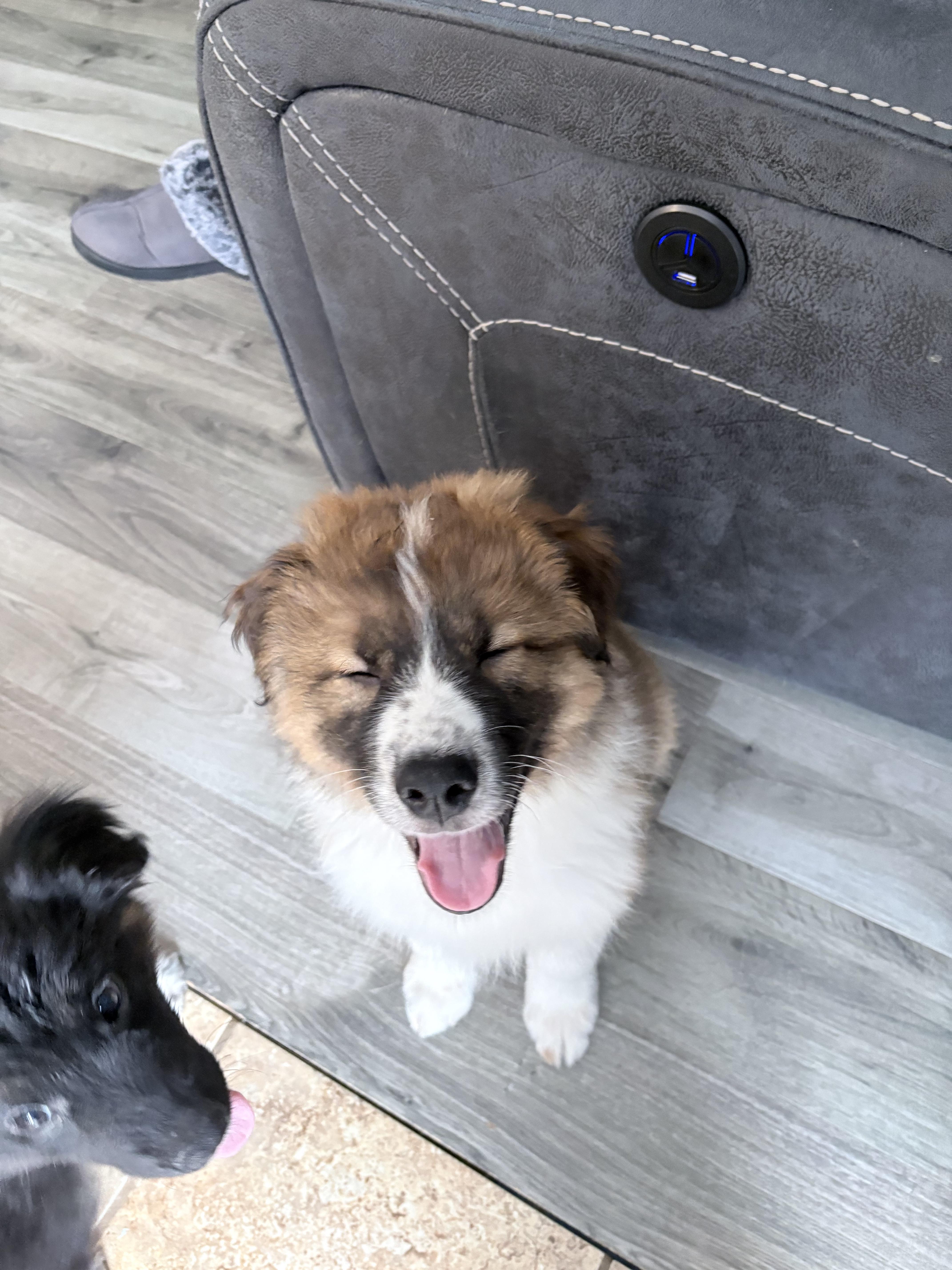 Enlarge Jersey, a ADOPTABLE mixed breed in Markham, ON image 2/6