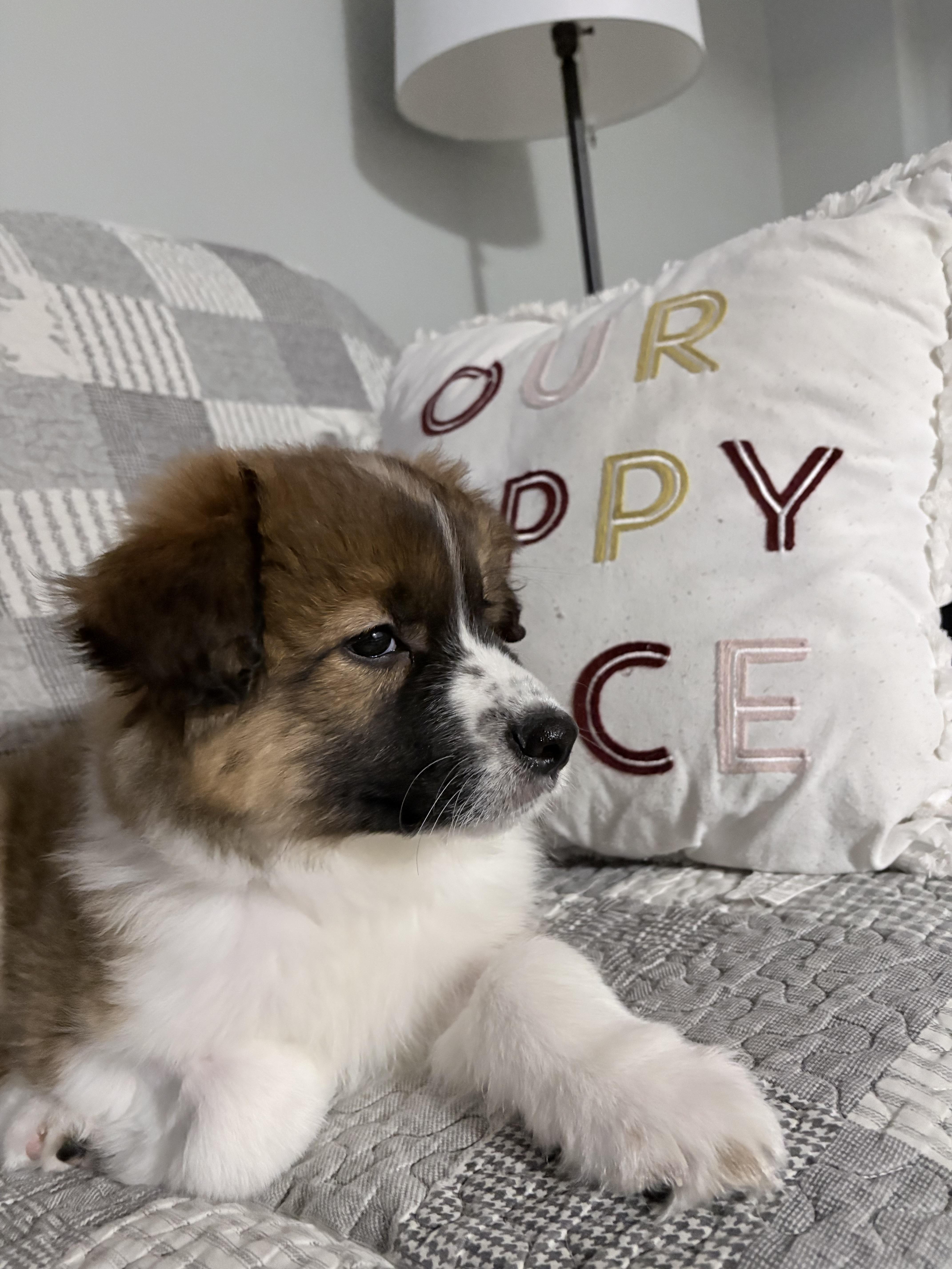 Enlarge Jersey, a ADOPTABLE mixed breed in Markham, ON image 1/6