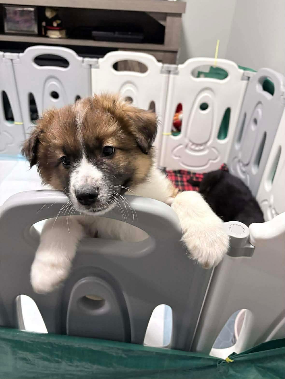 Enlarge Jersey, a ADOPTABLE mixed breed in Markham, ON image 3/6