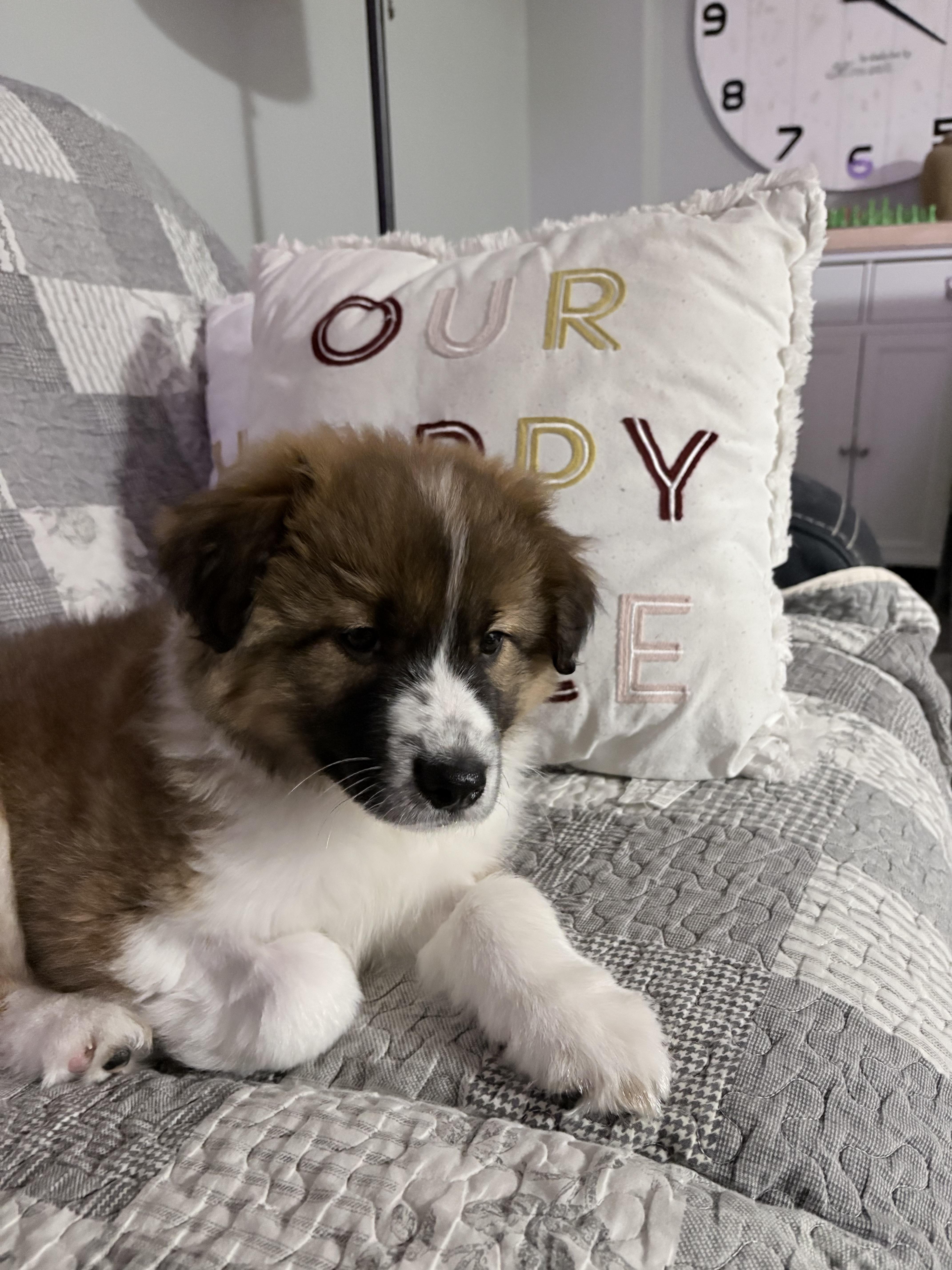Enlarge Jersey, a ADOPTABLE mixed breed in Markham, ON image 6/6