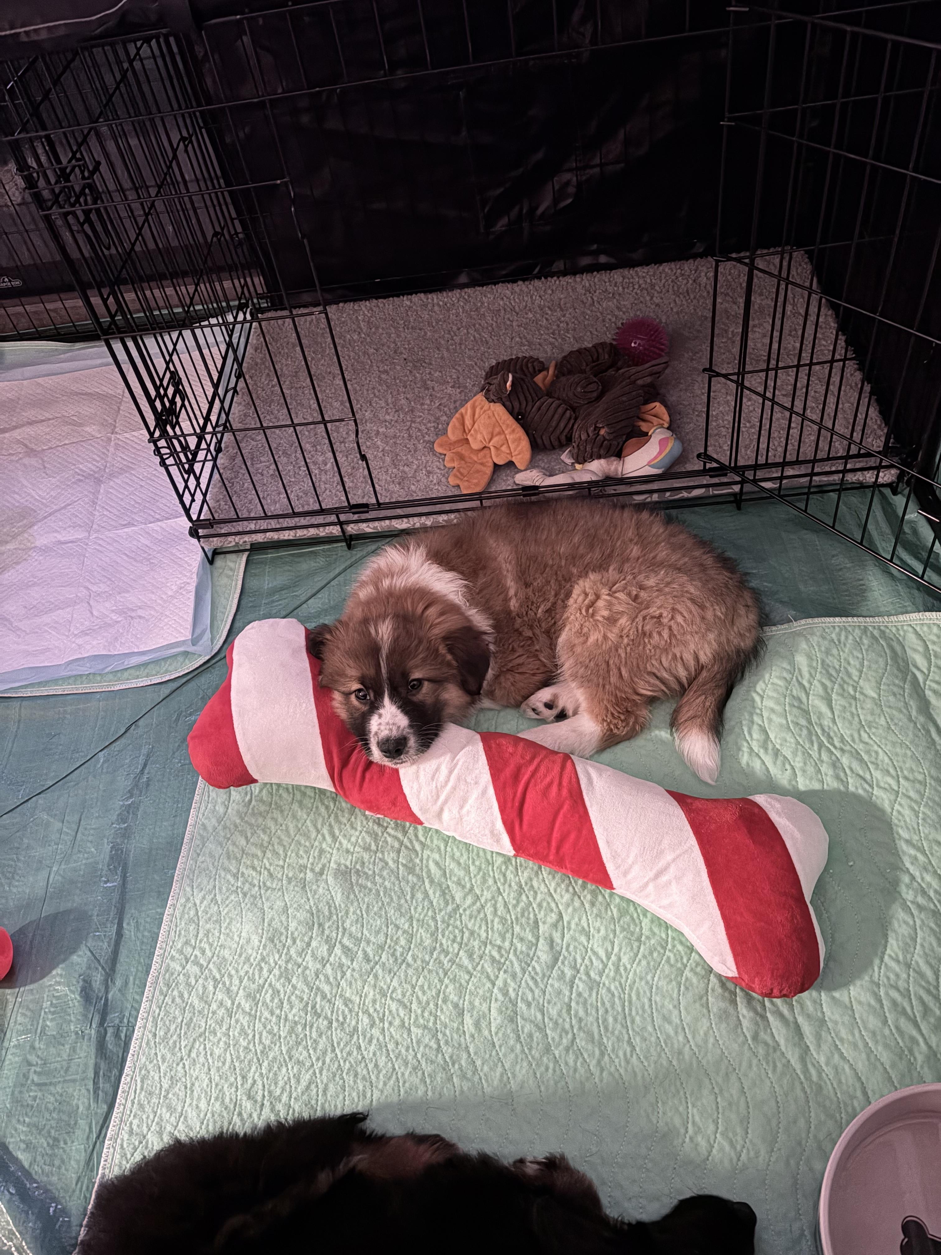 Enlarge Jersey, a ADOPTABLE mixed breed in Markham, ON image 4/6