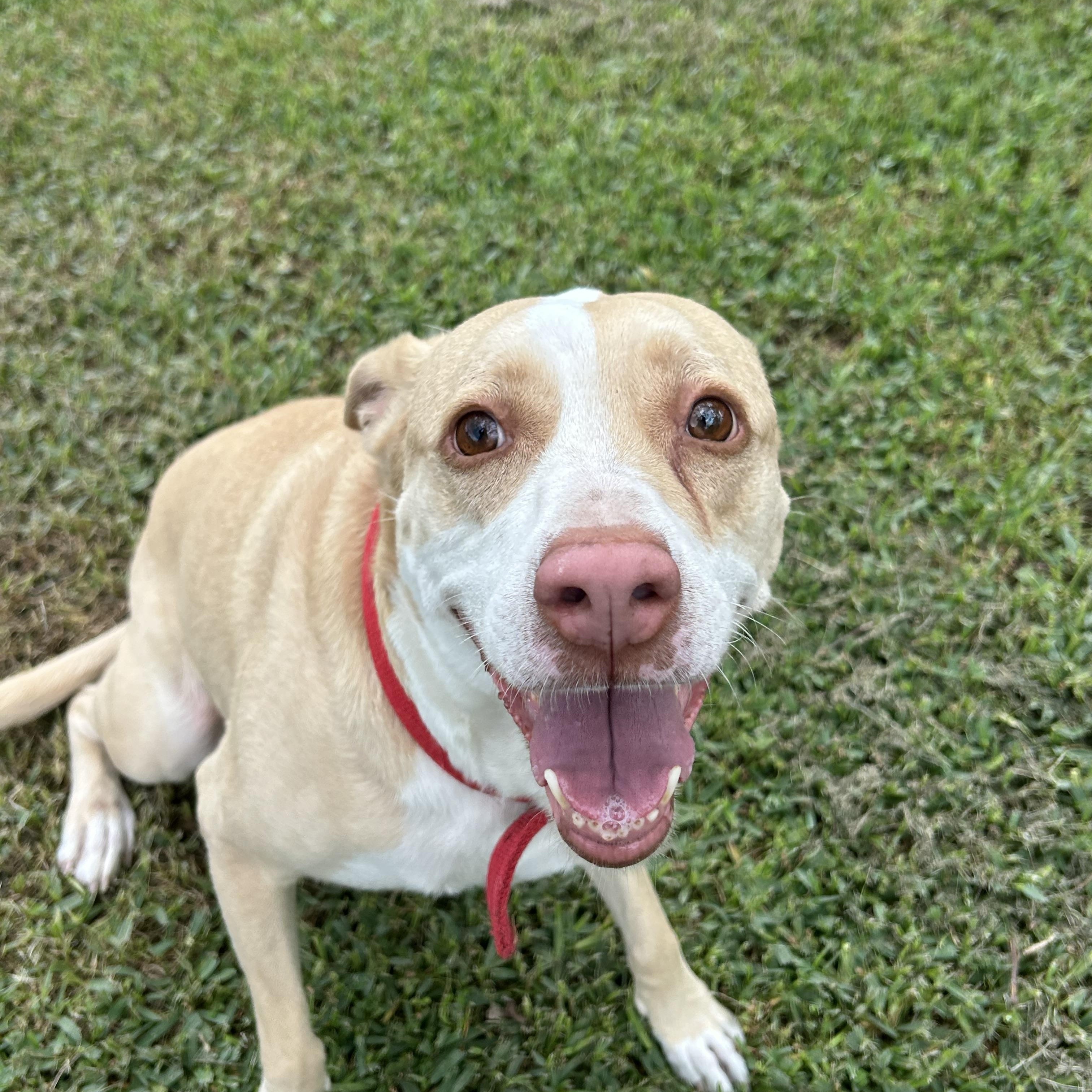 Enlarge Sandy, a Adoptable mixed breed in Billings, MT image 3/6