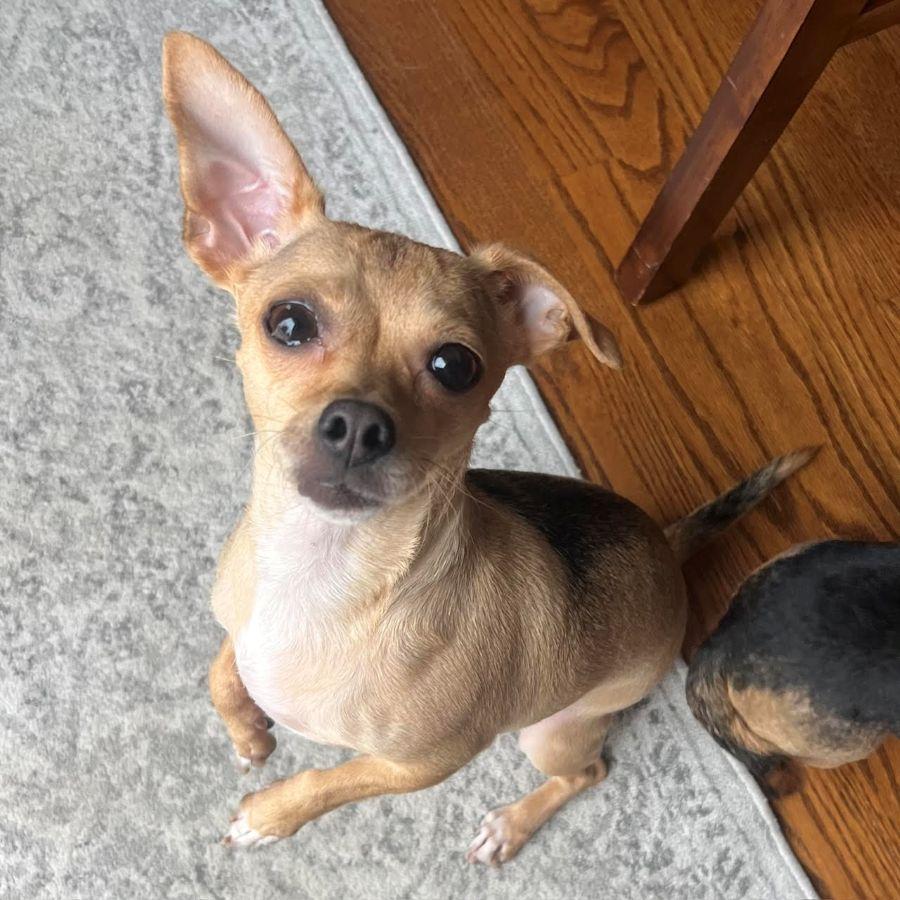 Hershey, adopted, Adult Female Chihuahua.