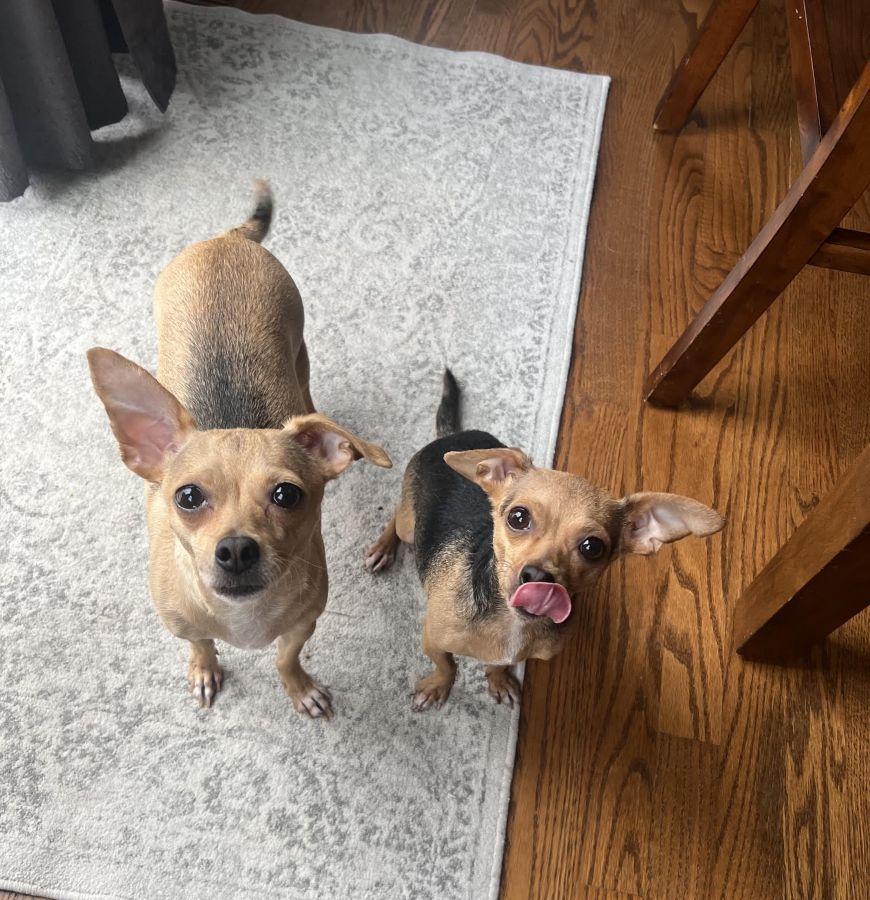 Enlarge Hershey, an adopted Chihuahua in Barrington, IL image 2/3