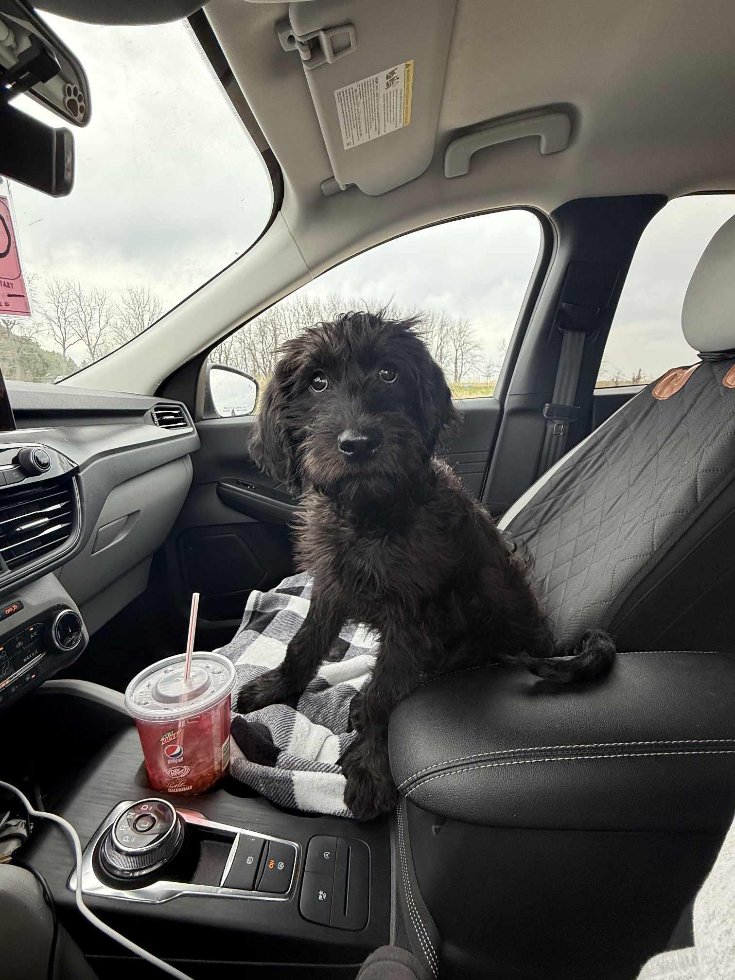 Wally, Adopted, Puppy Male Poodle.
