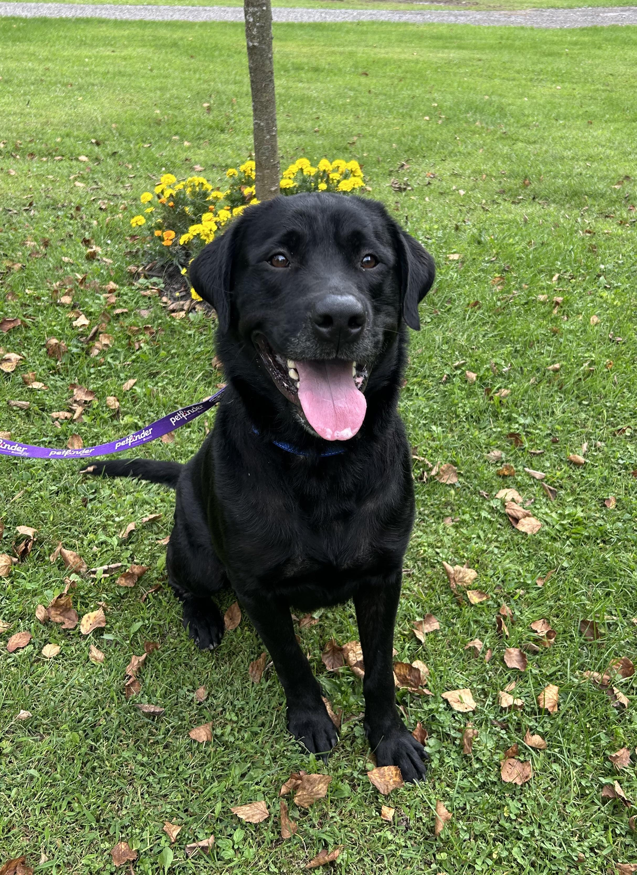 Rex, Adoptable, Adult Male Black Labrador Retriever.