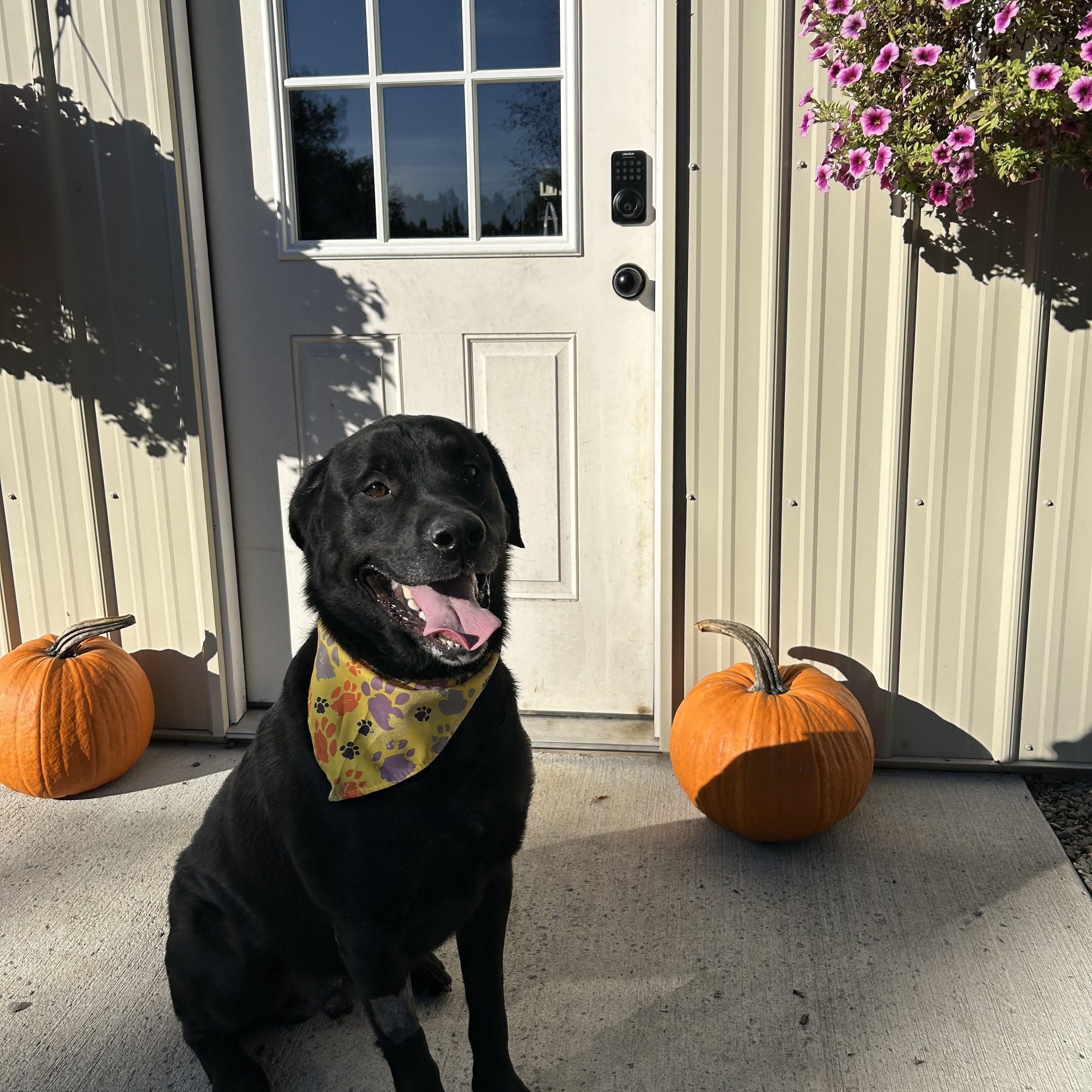 Enlarge Rex, a Adoptable Black Labrador Retriever in Moravia, NY image 3/3