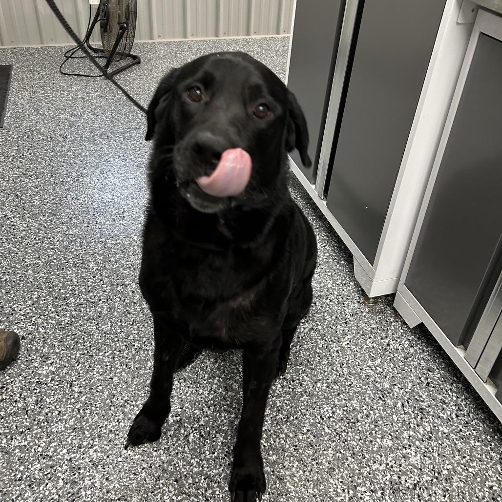 Rex, Adoptable, Adult Male Black Labrador Retriever.