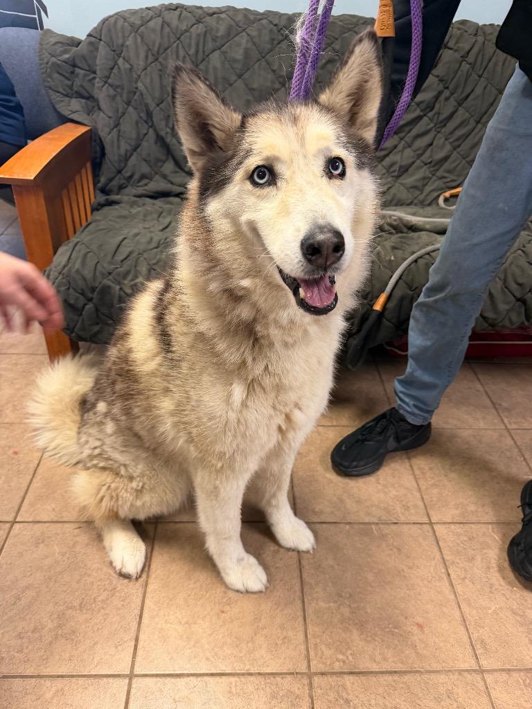Nani, Adoptable, Senior Female Husky.
