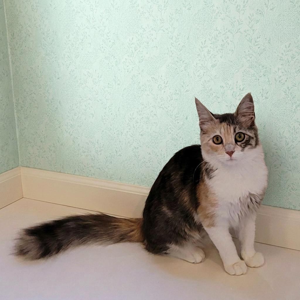 Duchess, an adopted Calico in Allen, TX image 5/6