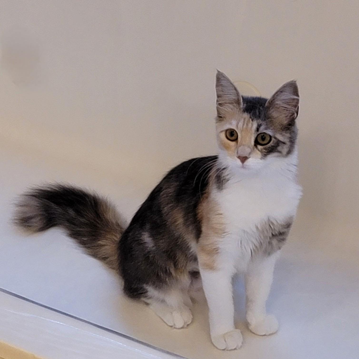 Duchess, an adopted Calico in Allen, TX image 2/6
