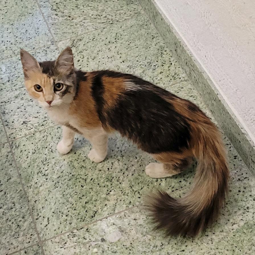 Duchess, adopted, Young Female Calico.