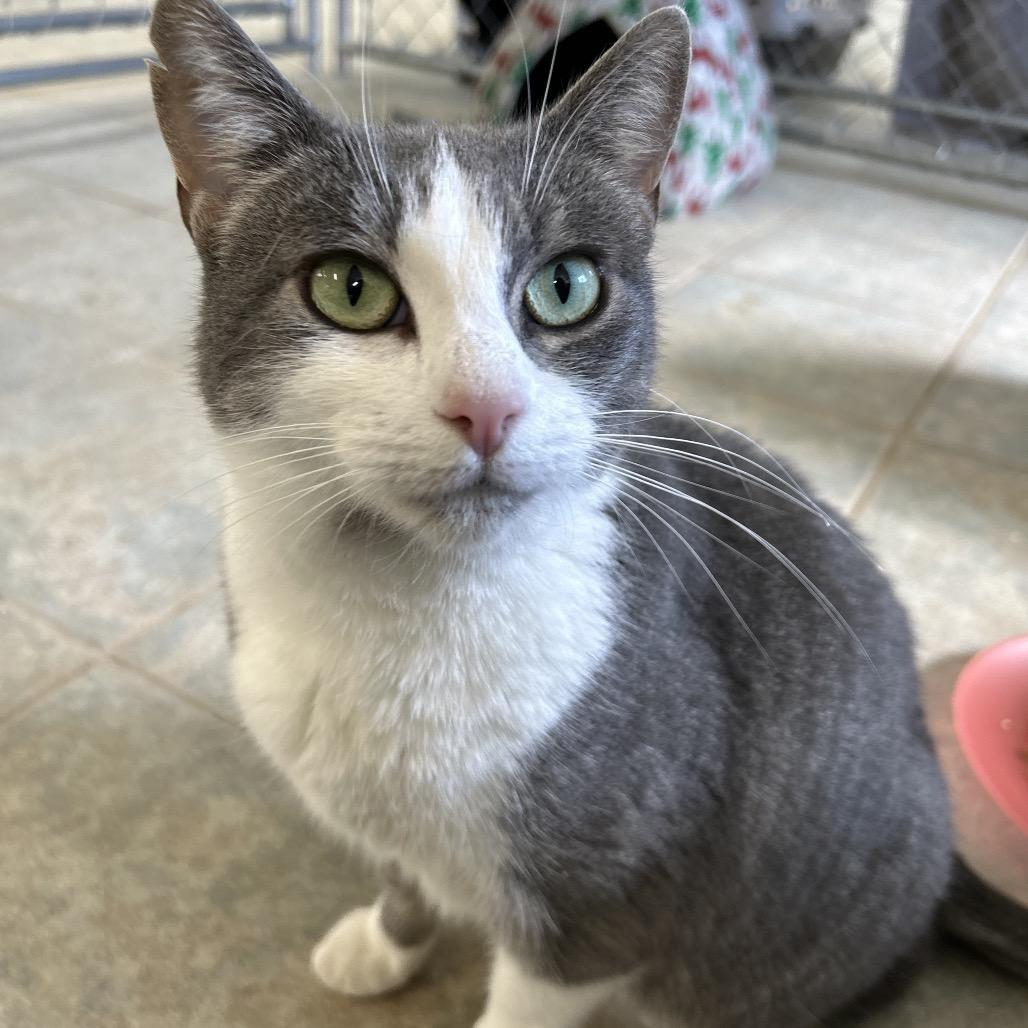 Enlarge Janie (Vestal PetSmart), a Adoptable Domestic Short Hair in East Smithfield , PA image 1/6