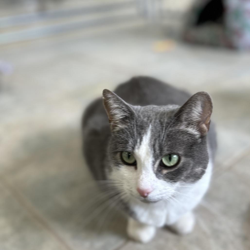 Enlarge Janie (Vestal PetSmart), a Adoptable Domestic Short Hair in East Smithfield , PA image 2/6