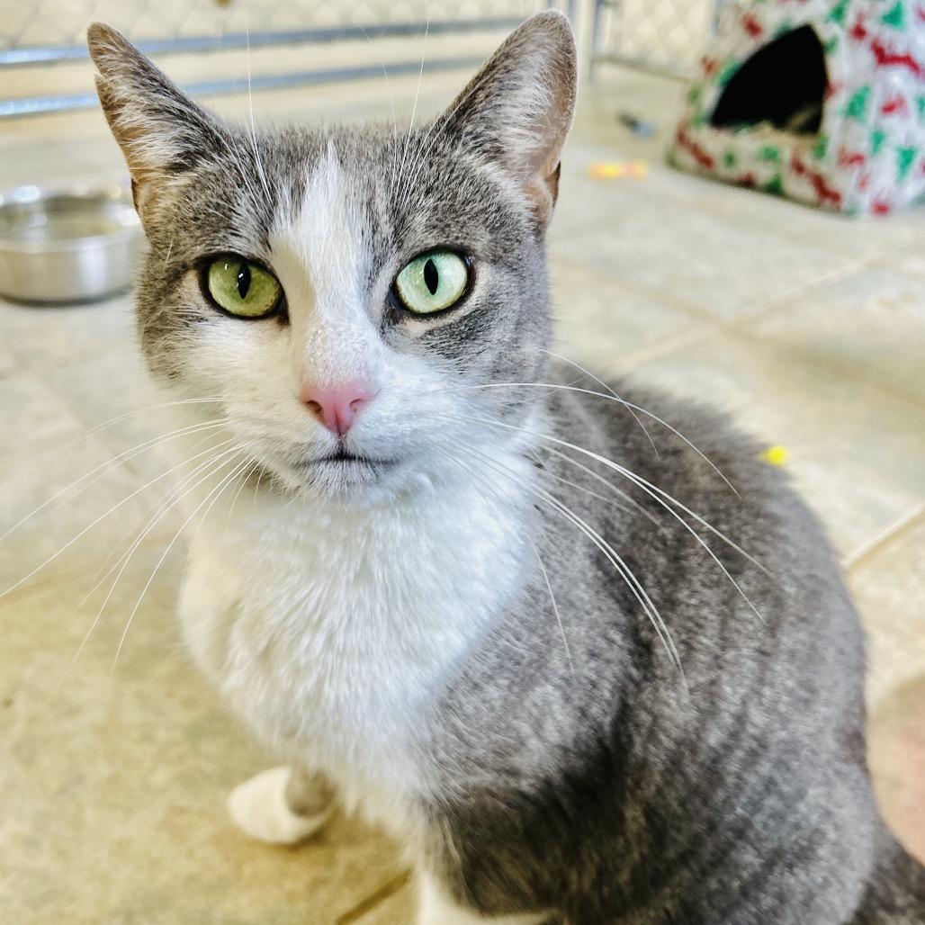 Enlarge Janie (Vestal PetSmart), a Adoptable Domestic Short Hair in East Smithfield , PA image 3/6