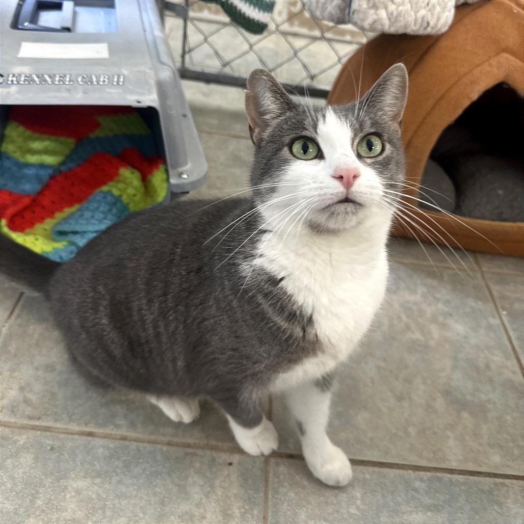 Enlarge Janie (Vestal PetSmart), a Adoptable Domestic Short Hair in East Smithfield , PA image 4/6