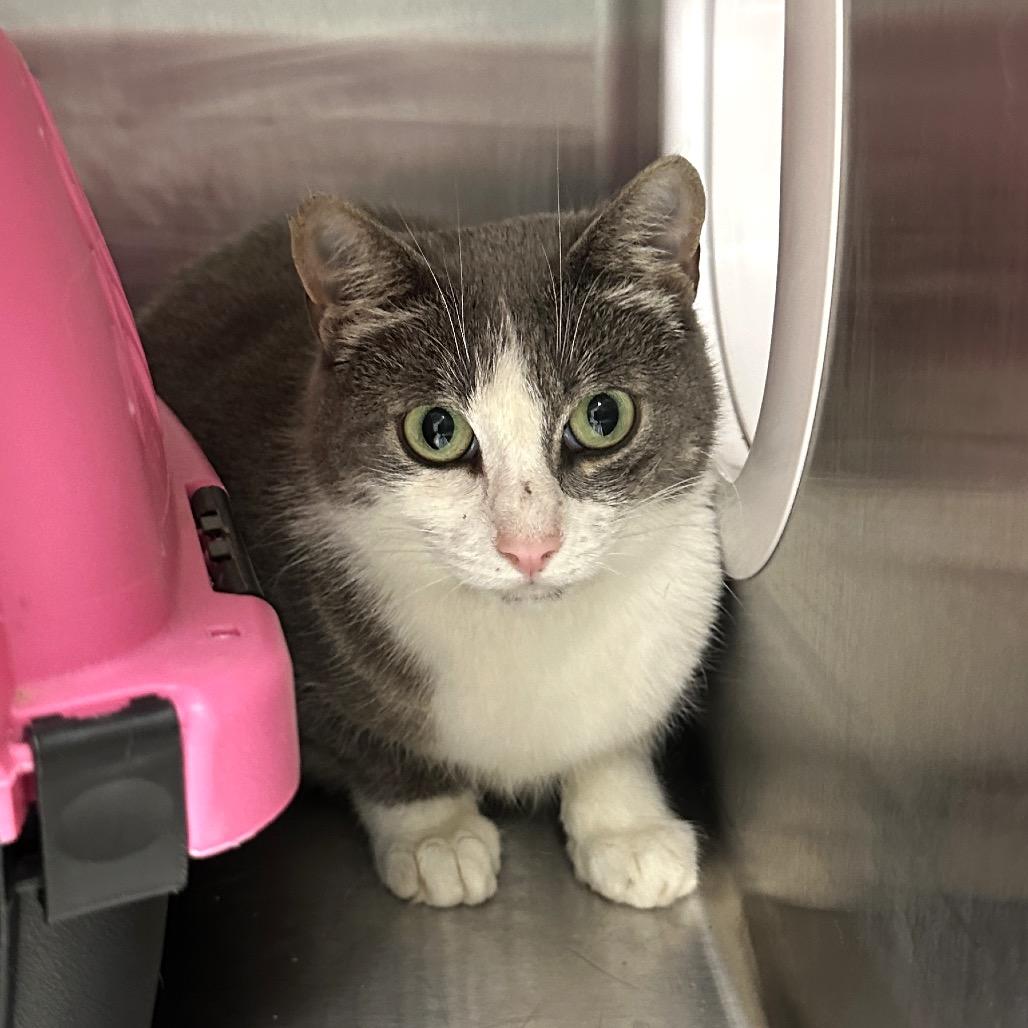 Enlarge Janie (Vestal PetSmart), a Adoptable Domestic Short Hair in East Smithfield , PA image 5/6
