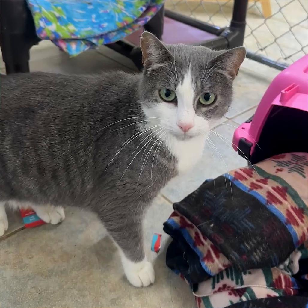 Enlarge Janie (Vestal PetSmart), a Adoptable Domestic Short Hair in East Smithfield , PA image 6/6
