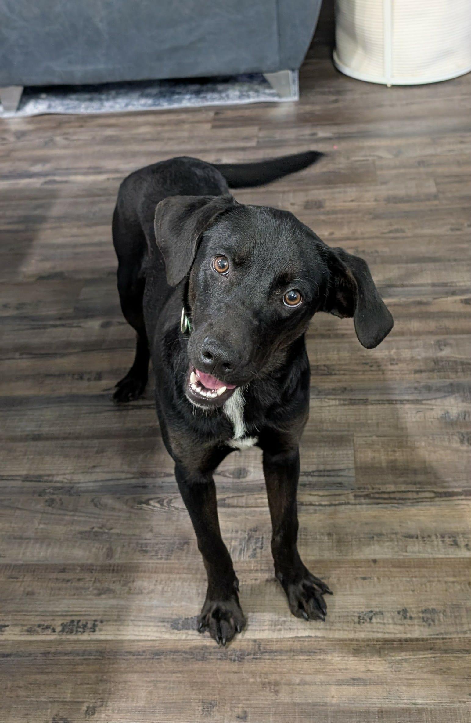 Christoph, a Adoptable mixed breed in North Berwick, ME image 2/3