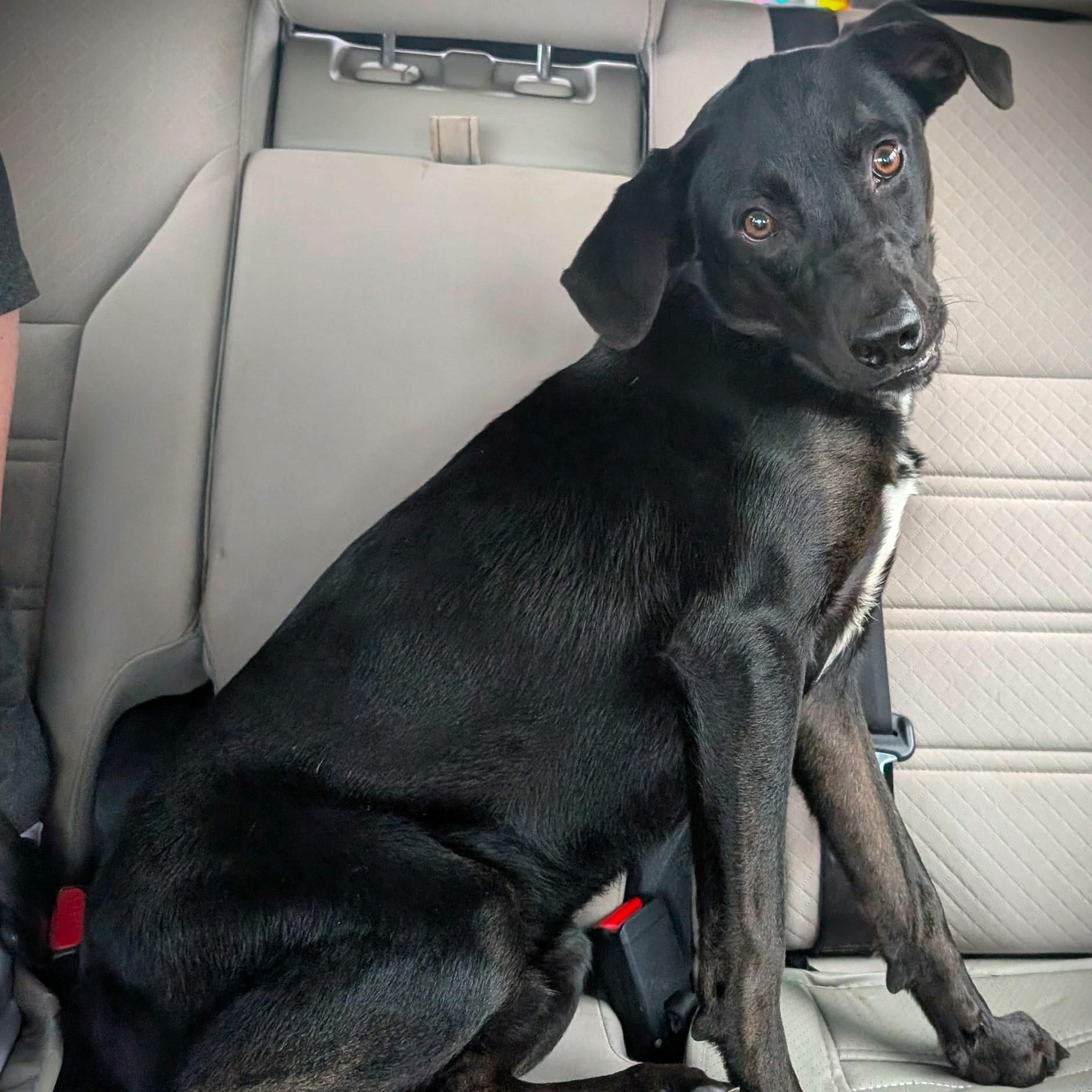 Christoph, a Adoptable mixed breed in North Berwick, ME image 3/3
